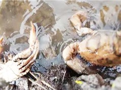 Cà Mau: Tìm nguyên nhân gây chết cua biển nuôi thương phẩm